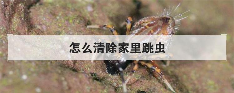 怎么清除家里跳虫
