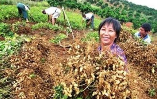 花生高产有哪些施肥技巧