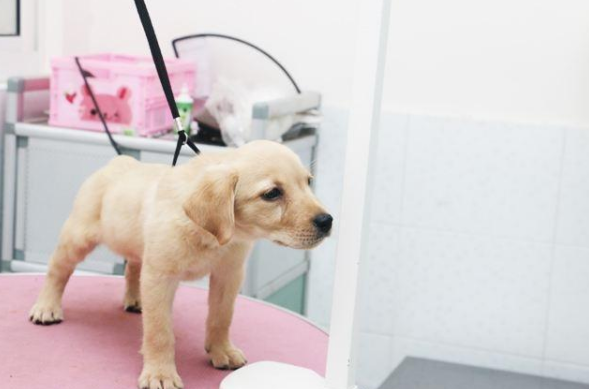 狗狗身上有跳蚤怎么办