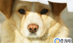 养中华田园犬为什么会遭人鄙视