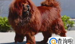 爱犬家族，各种名犬简介