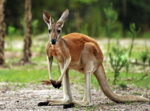 袋鼠的尾巴有什么作用