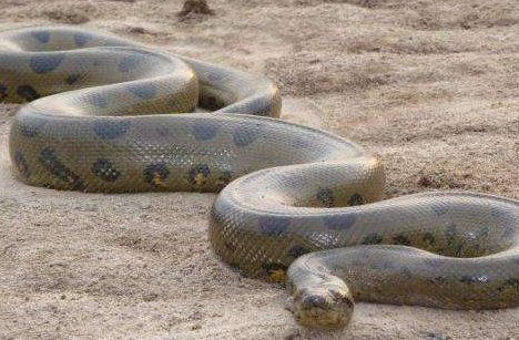 世界上最大的蟒蛇