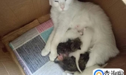 怎么阻止母猫叼走小猫