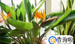 如何让鹤望兰快速开花