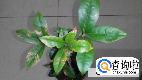 盆栽桂花树叶子尖发黄干枯怎么办