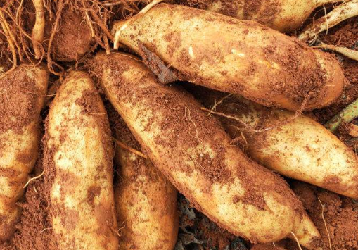 云南雪莲果有什么作用