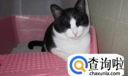 猫不在猫砂里拉屎怎么办