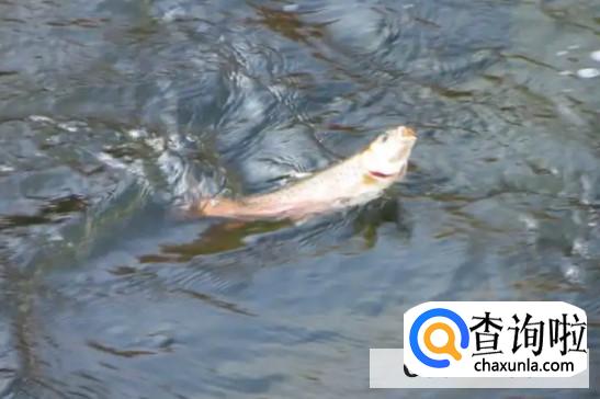 为何深海鱼不浮到水面