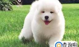 宠物狗智商排名前十，萨摩耶智商排名第几