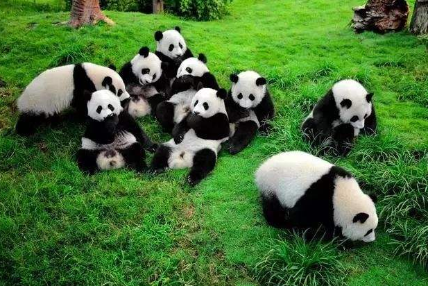 熊猫刻板行为是什么