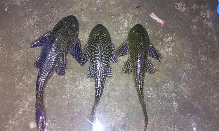 清道夫鱼能吃吗