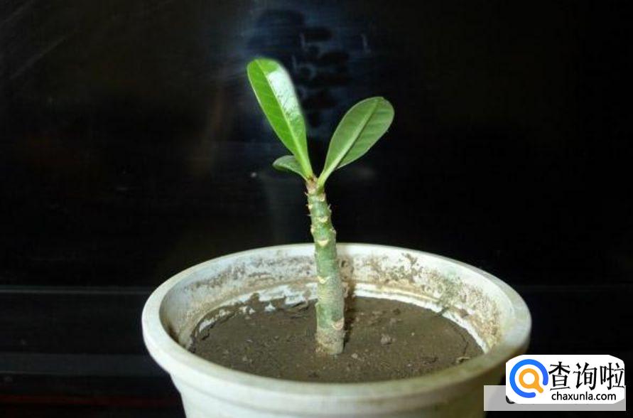 怎么知道扦插成功了