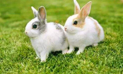 兔子怎么养