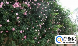 爬藤蔷薇怎么种