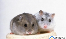 怎样分辨仓鼠的公母