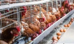 养鸡需要注意什么