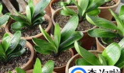 怎样养好君子兰幼苗