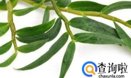 铁皮石斛小孩能吃吗