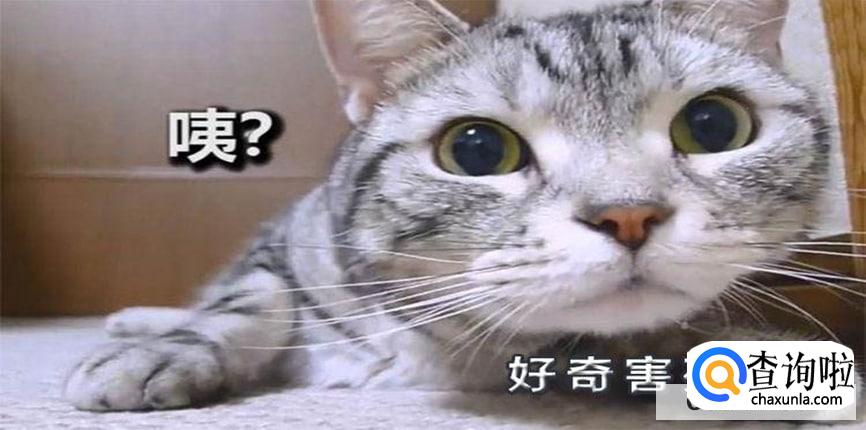 为什么说好奇害死猫?