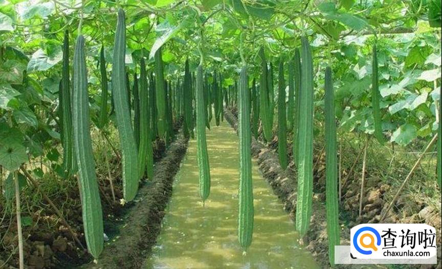 丝瓜要怎么管理呢