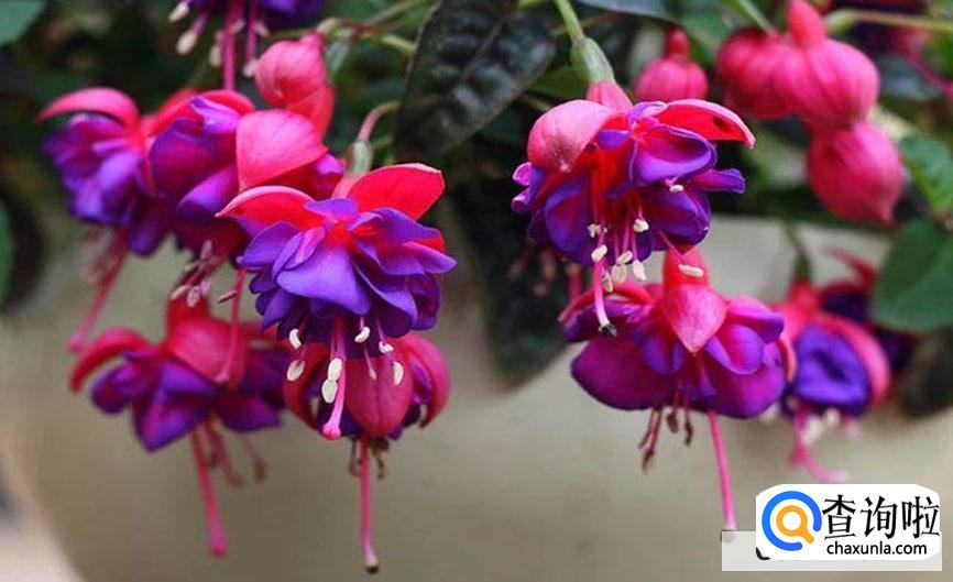 到挂金中怎么养较好