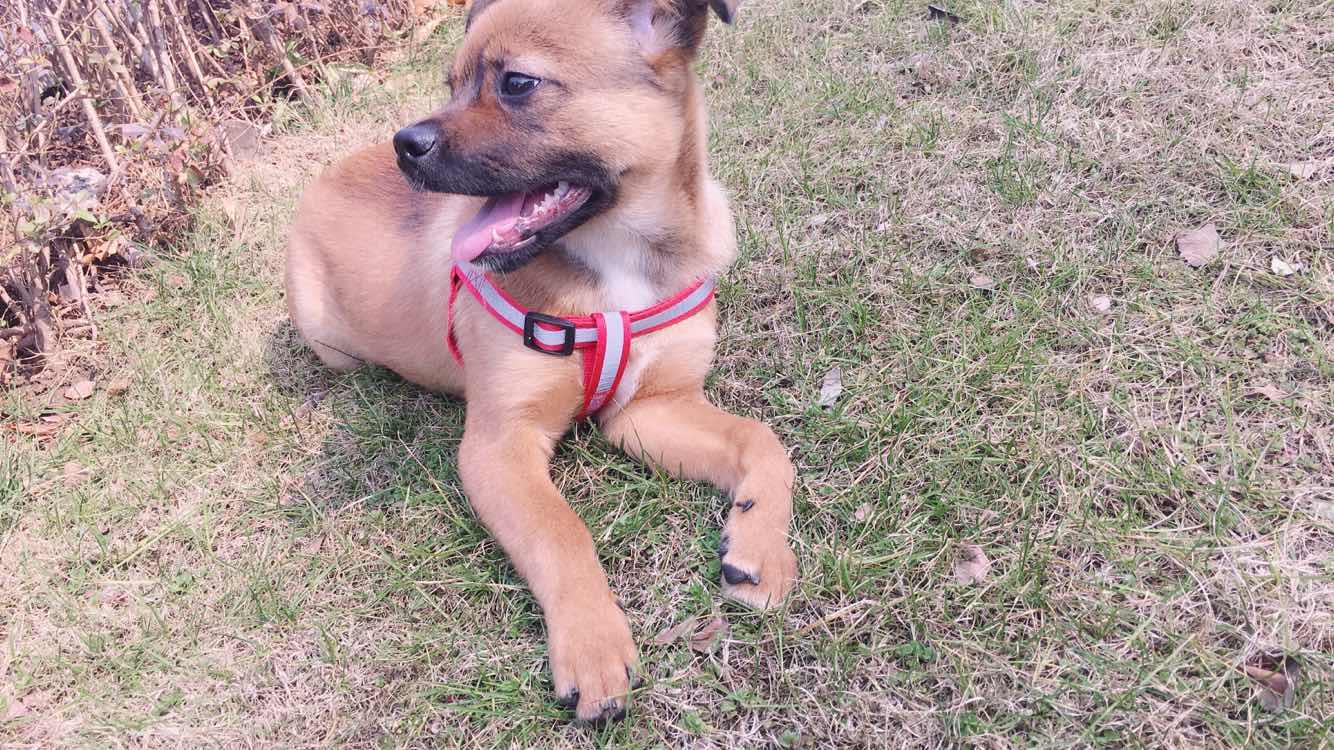 小狗的舌头有什么作用