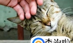 猫咪为什么喜欢被人抚摸