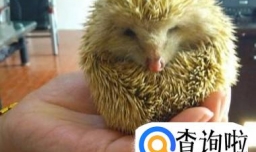如何喂养宠物刺猬
