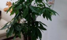 室内如何养好发财树