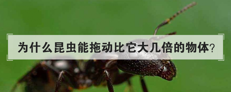 为什么昆虫能拖动比它大几倍的物体