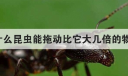 为什么昆虫能拖动比它大几倍的物体