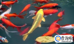 锦鲤怎么养，养风水锦鲤鱼注意什么