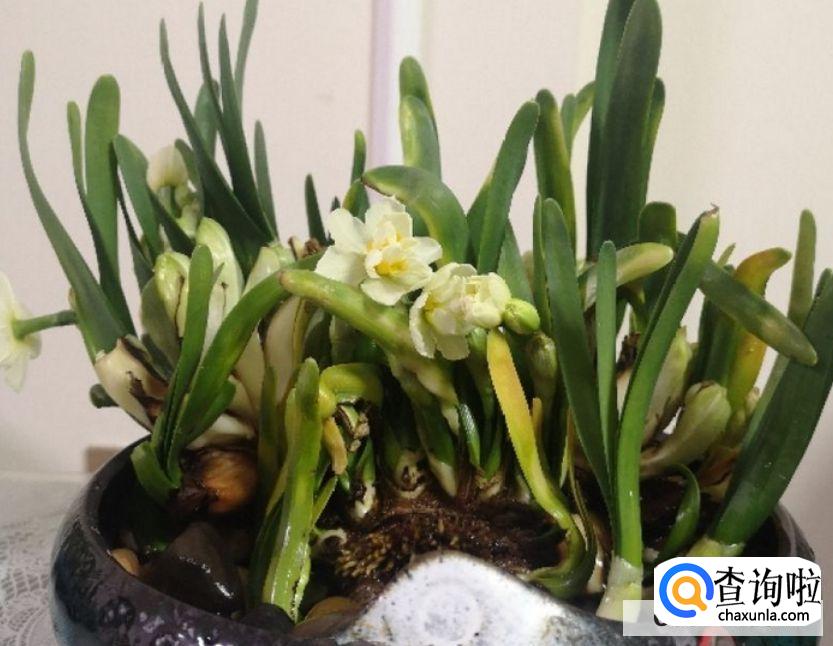 花的叶子为什么变黄？