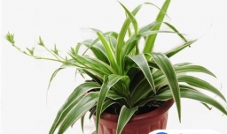 房子里适合养哪些花？