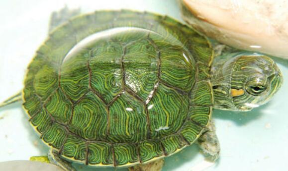 乌龟吃什么食物