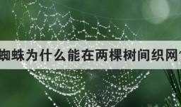 蜘蛛为什么能在两棵树间织网