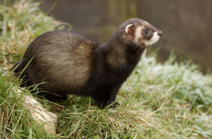 臭鼬喜欢吃什么食物