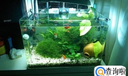 新手想要养草开缸基础选材