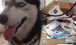 哈士奇为什么那么拆家