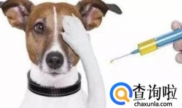 狗狗细小病毒怎么治