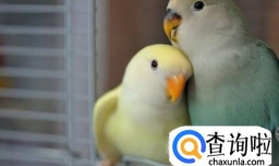 怎样很好的饲养牡丹鹦鹉