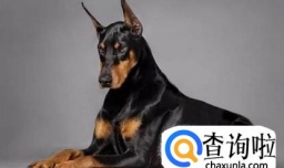 杜宾犬为什么要断尾？