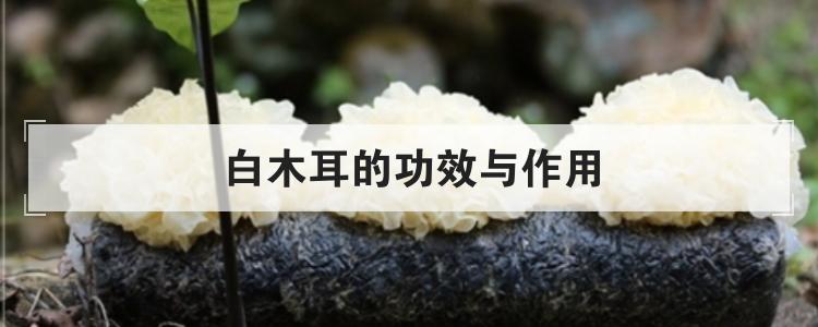 白木耳的功效与作用