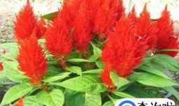 如何养好盆栽的鸡冠花？