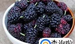 怎么制作桑椹醋