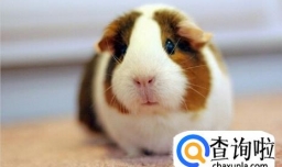 荷兰猪的叫声都是什么含义 如何分辨