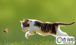 土猫怎么养好看