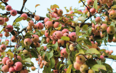 海棠果的功效与作用