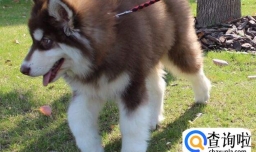 阿拉斯加怎么养，阿拉斯加聪明吗